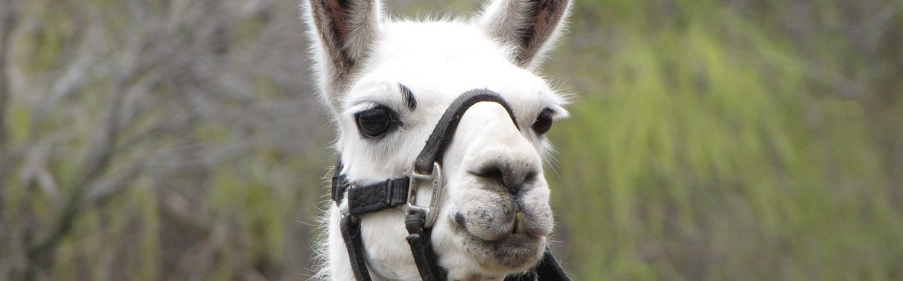 Weißes Lama mit Halfter