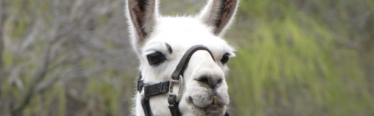 Weißes Lama mit Halfter