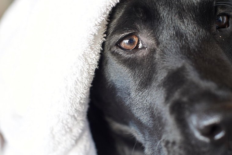 Hunde willkommen Hund mit Handtuch