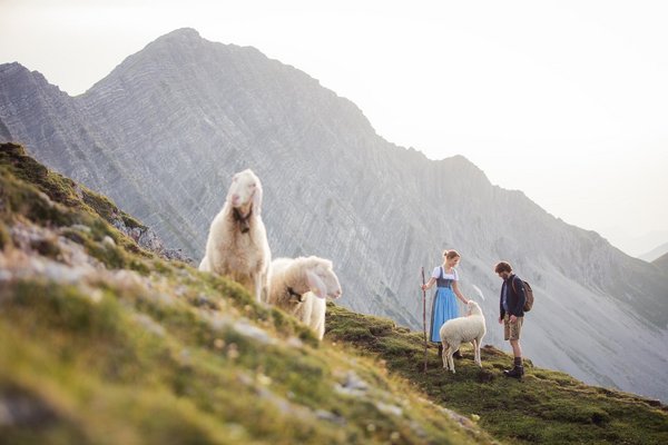 Paar wandert durch eine Wiese mit Schafen