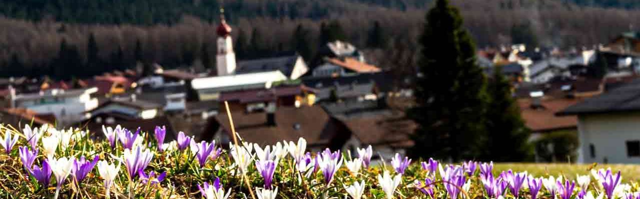 Frühlingsblumen Frühlingsblumen auf einer Wiese mit Berge im Hintergrund