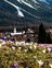 Frühlingsblumen auf einer Wiese mit Berge im Hintergrund