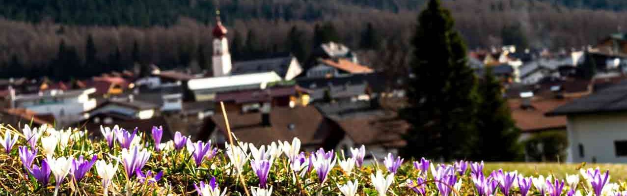 Frühlingsblumen Frühlingsblumen auf einer Wiese mit Berge im Hintergrund