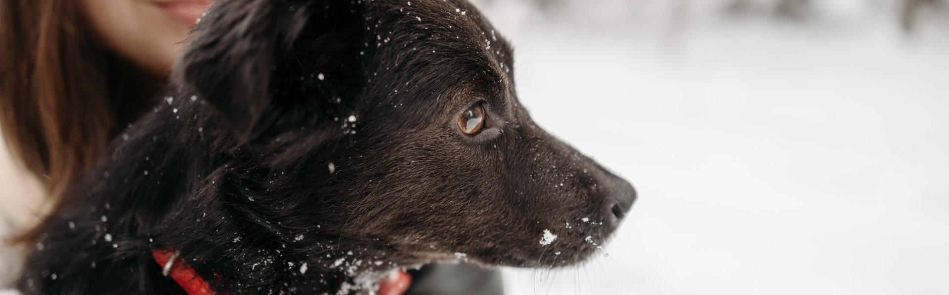 Hund im Winter im Freien